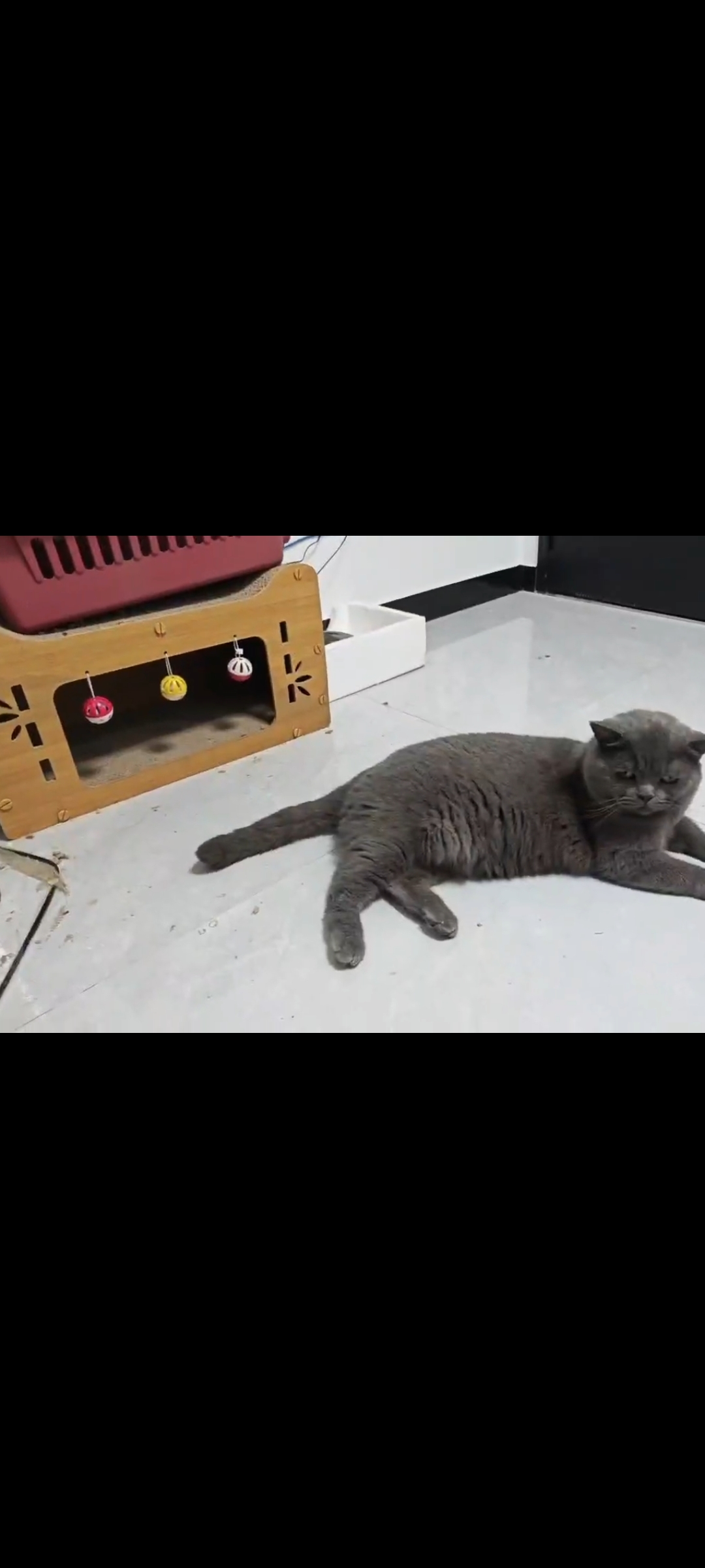 【急出！蓝猫找新家】可爱的蓝猫，因为搬家无法照顾，给它找个有爱心的新主人